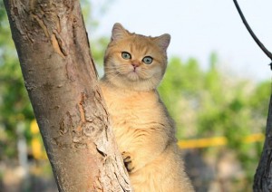 Шиншилла. Завуалированный Золотой Окрас Британских Кошек. Фото золотых британцев: британских котят, котов, кошек. Золотой британский кот: стандарт окраса. Золотистые британцы: фото галерея.